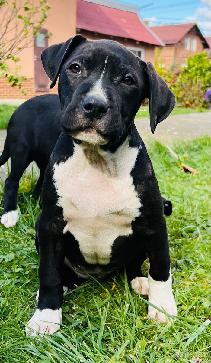 americký stafordšírský teriér - 6