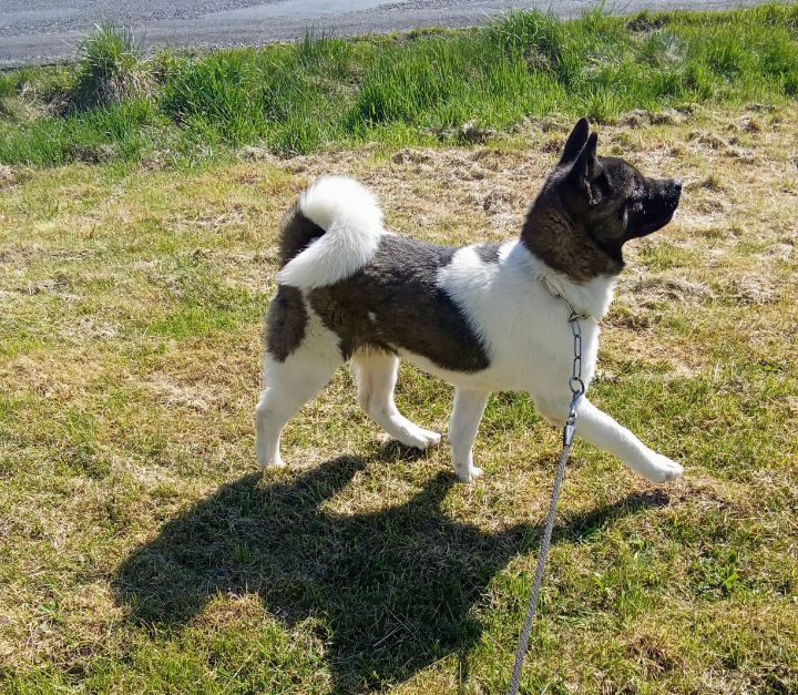 Americká akita - 6
