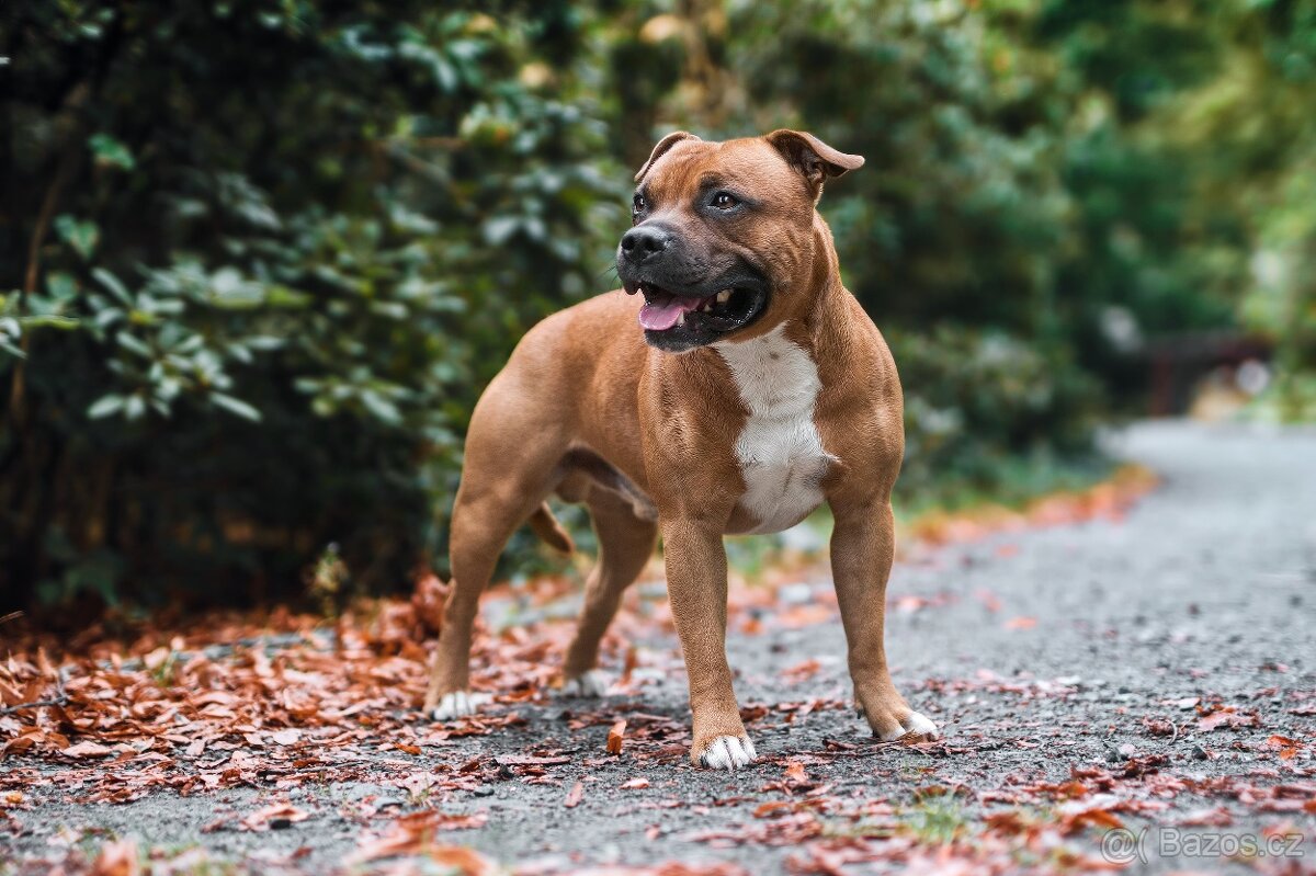 Stafordšírský Bulteriér s PP - chovný pes - 6