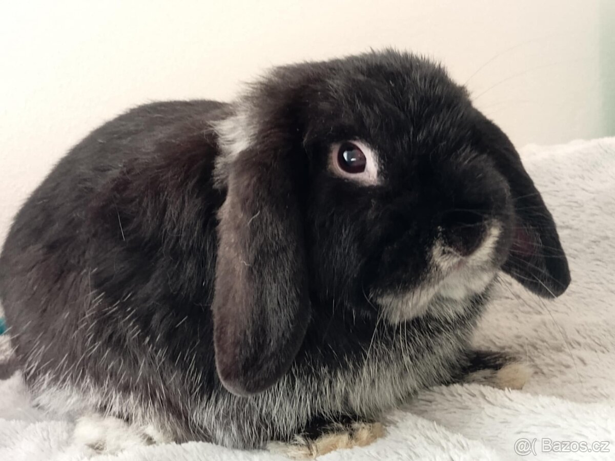 Volný Sameček - Anglický Zakrslý Beránek MiniLop🍑🧡🤍 - 6