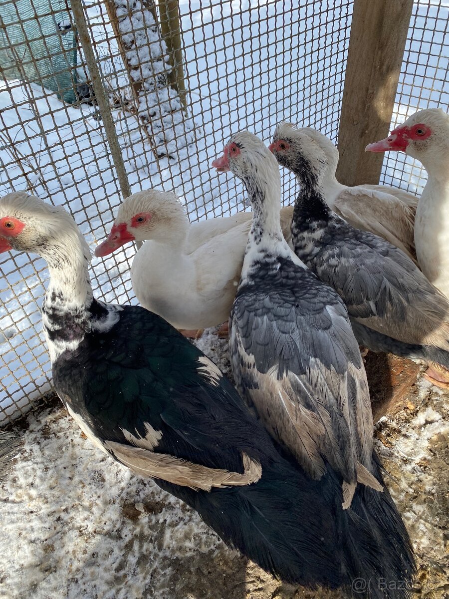 Prodám krásné 2 kačery - 6