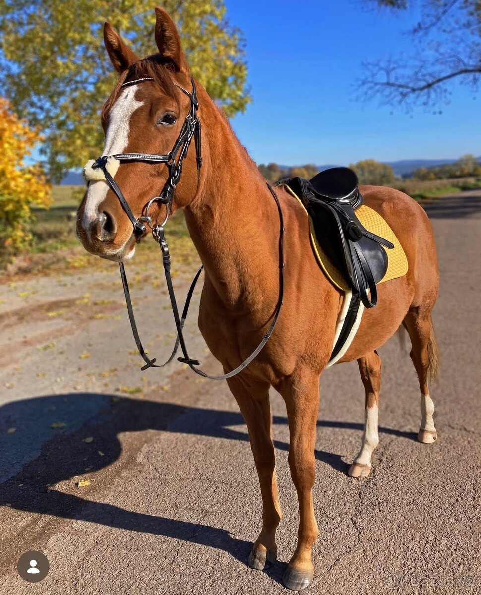 Klisna ČT 5 let - 6