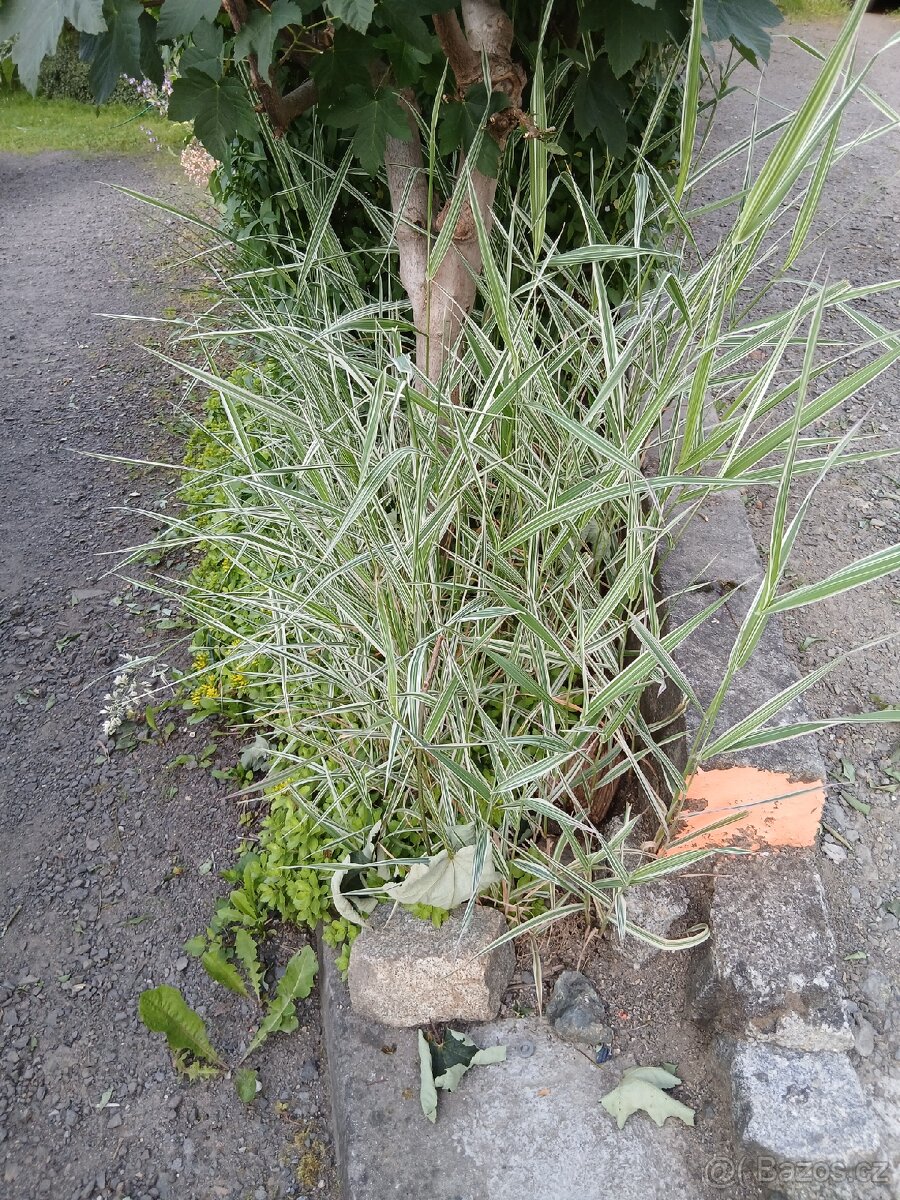 Přebytky ze zahrady - 6