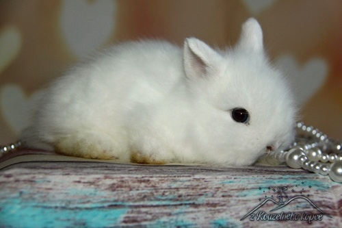 Zakrslí králíčci Teddy s VP -> doprava po ČR zajištěna - 6