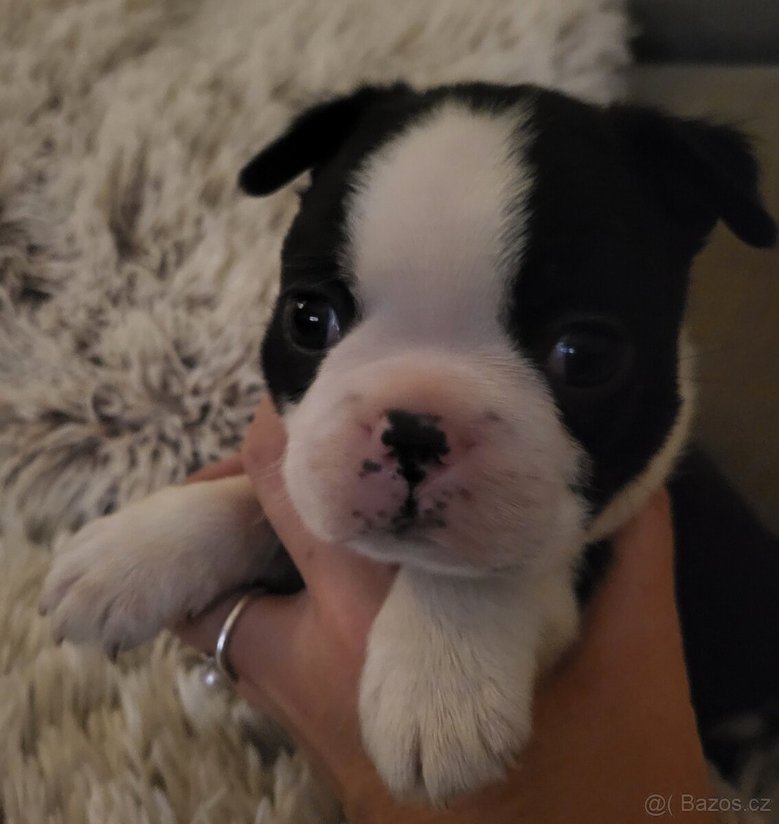 Bostonský teriér štěňátka s PP - 6