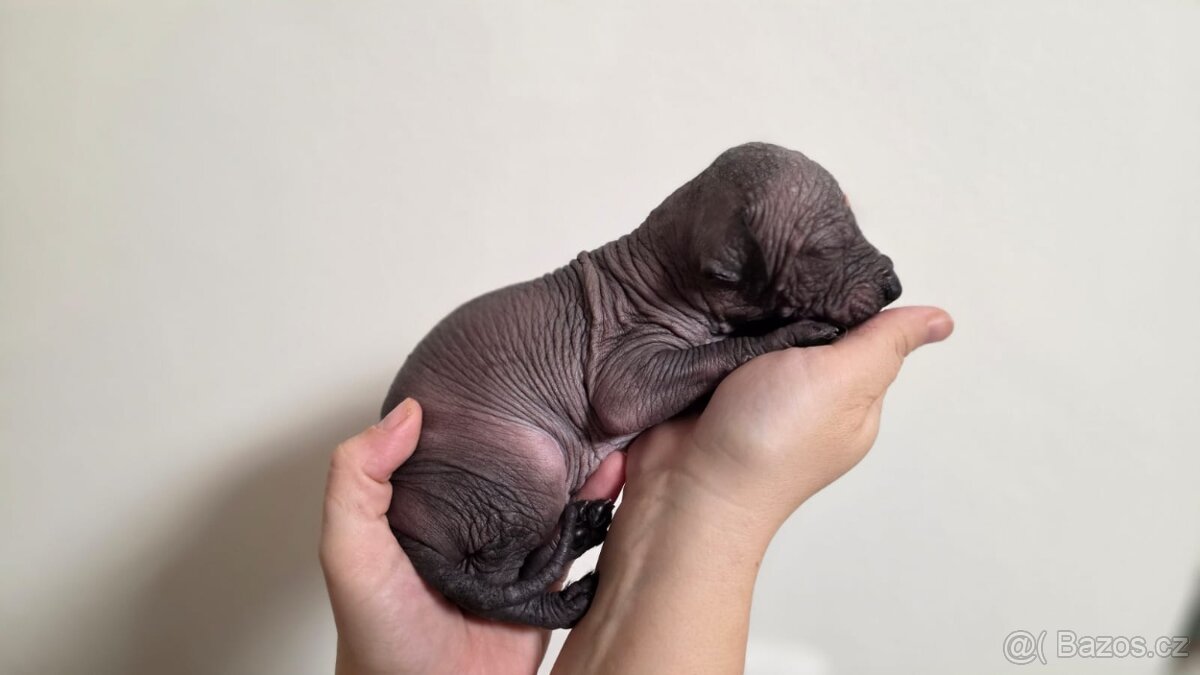 Peruánský naháč s PP orstěná fenka a holý pes - 6