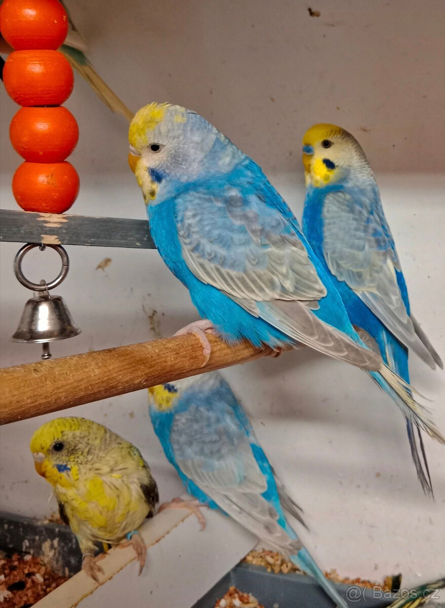 andulky BW,BF,štěpící a duhovky, - 6