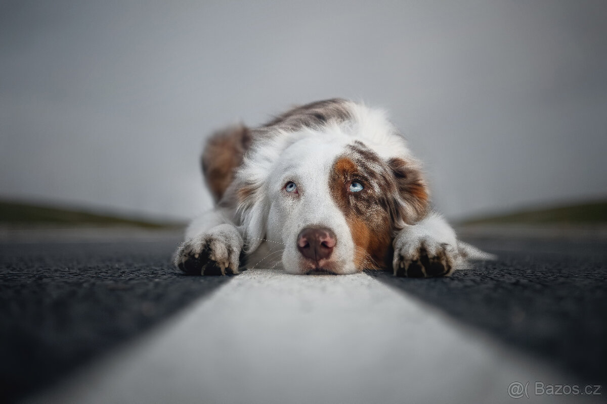 CZJ Tessar 50/2,8 M42 - 6