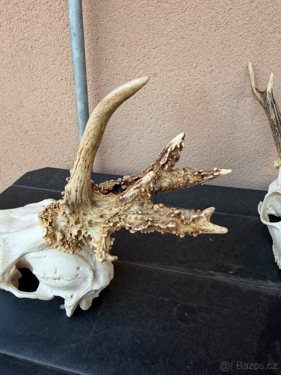 Srnci trofeje rarity - 6