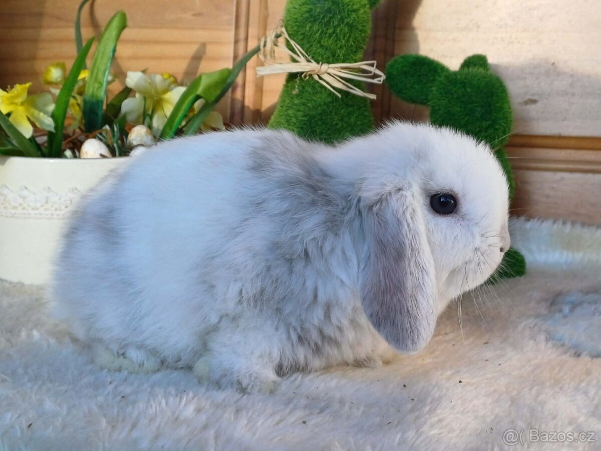 samička - minilopa - 6