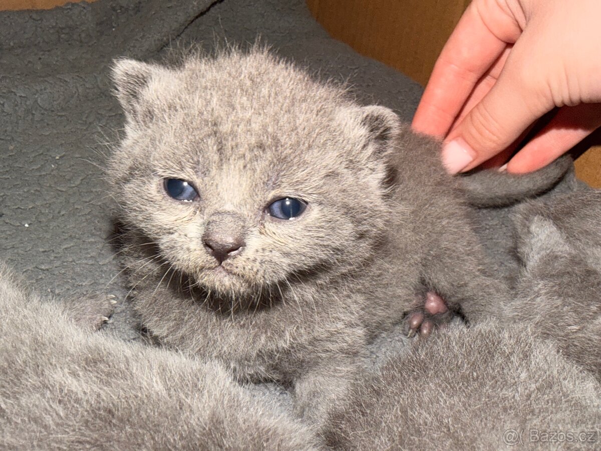Britské koťata - 6