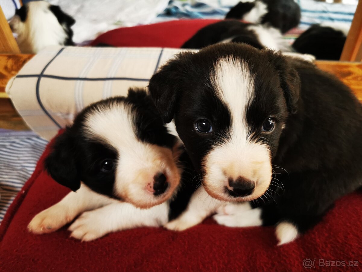 Štěňata Border Kolie - 6