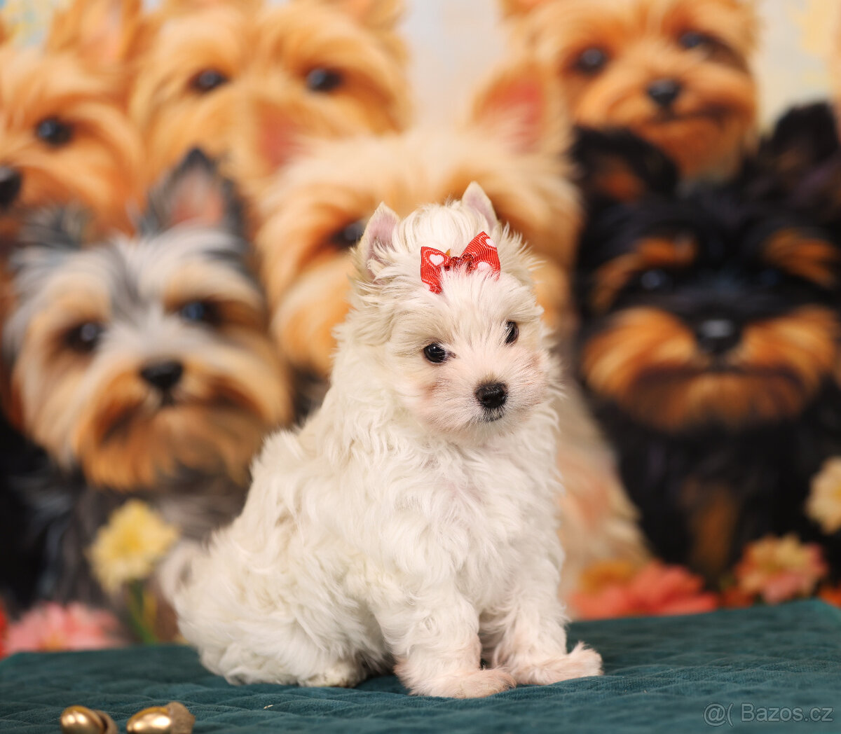 Jorkšírský teriér sněhobílá holčička Nutellka, s PP, York - 6