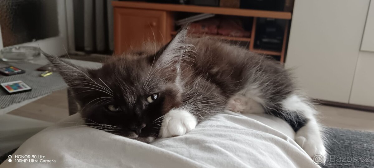 Mainská Mývalí - 6