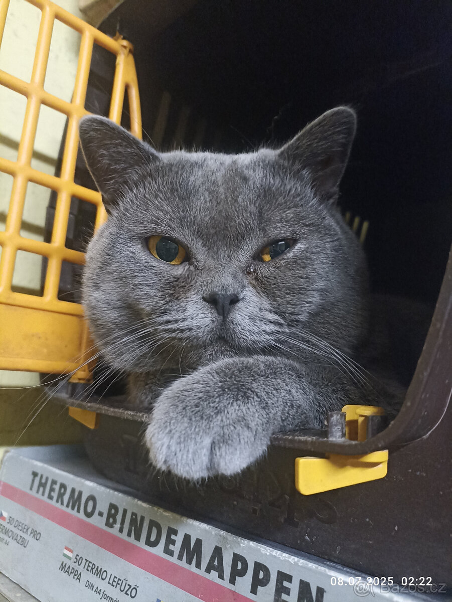 Britský modrý kocour ke krytí - 6