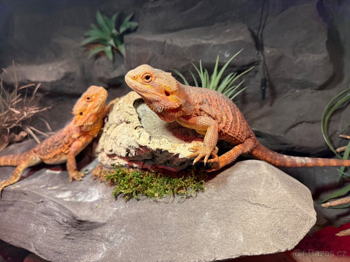 Agama vousatá dvě samičky k prodeji - 6