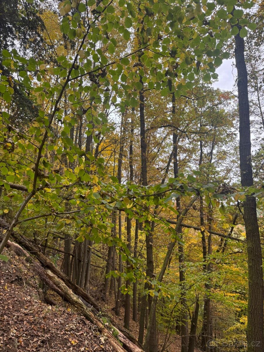 Prodej lesního pozemku k.ú. Přísečná - 6