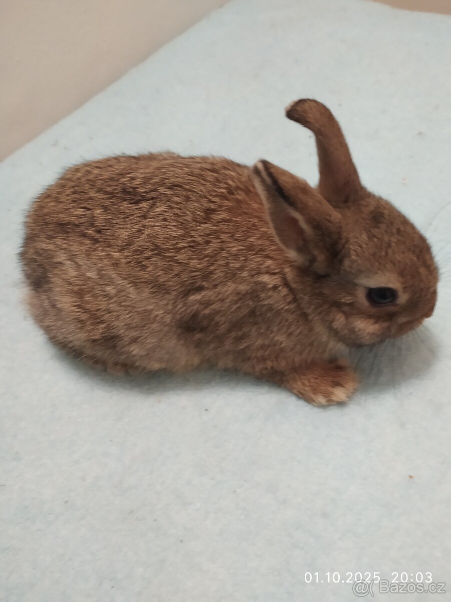 Zakrslí králíčci - 6