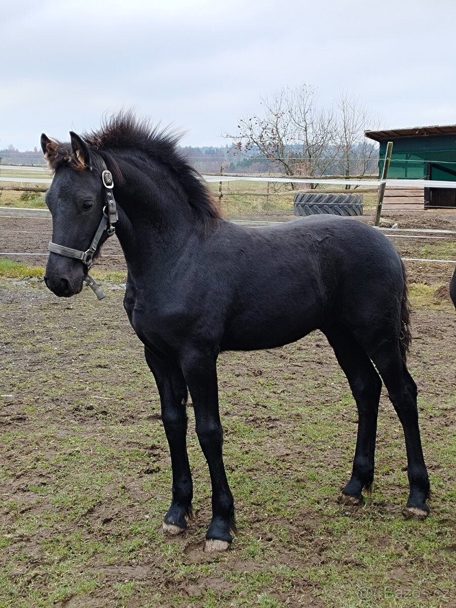 Fríský hřebeček - 6