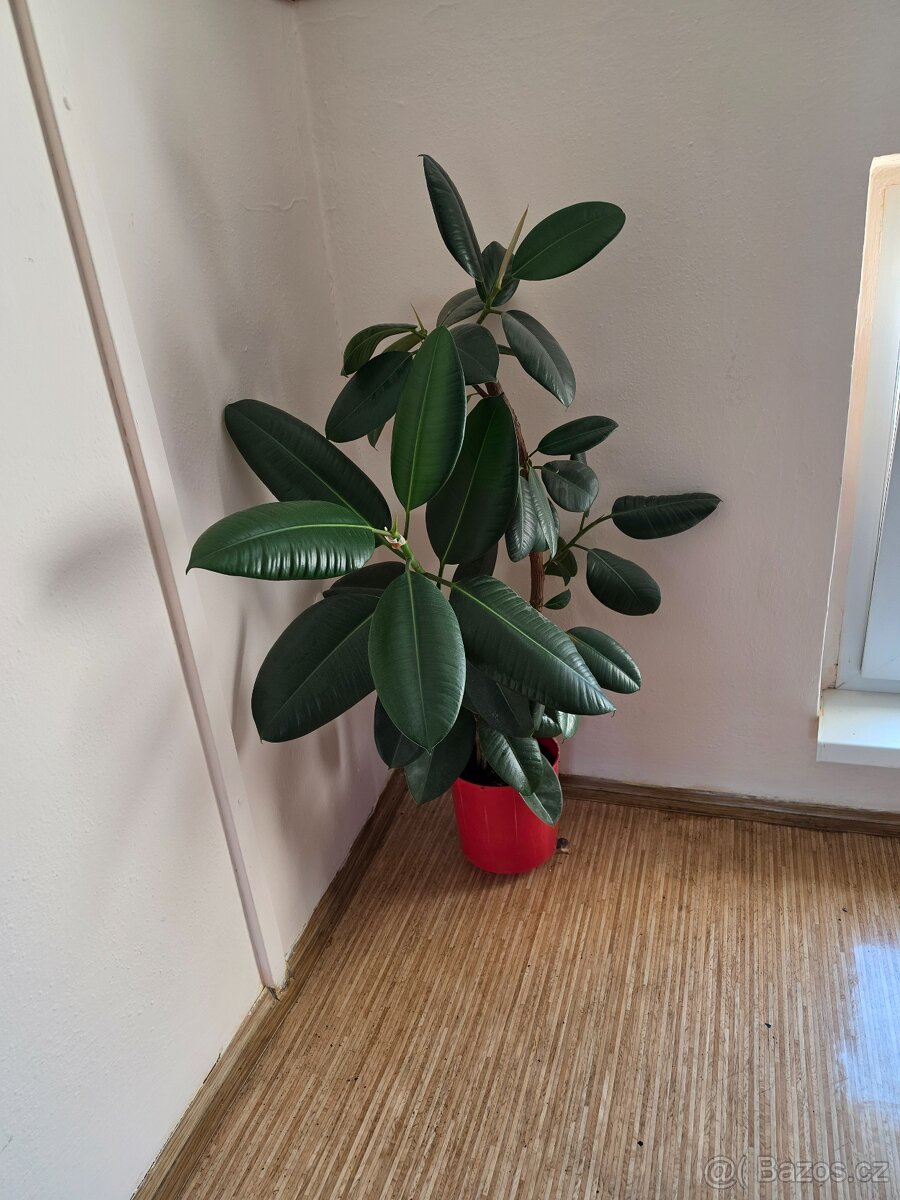 Prodám pokojové rostliny - 6