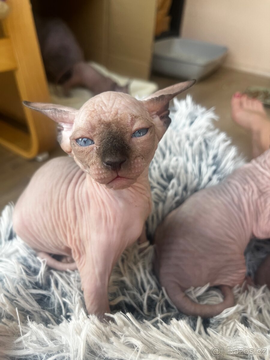 Kanadský sphynx - 6