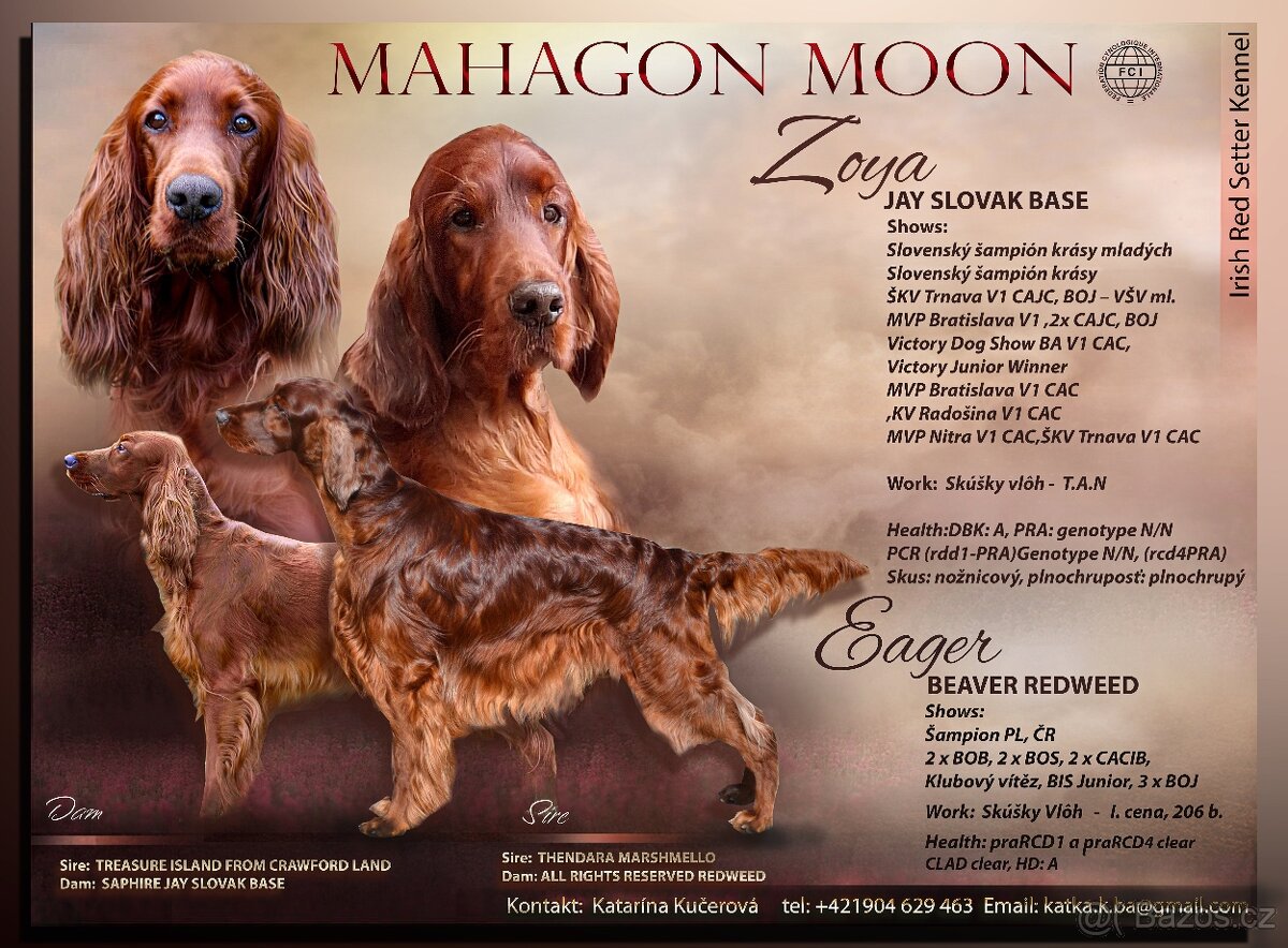 Irsky seter-šteniatka s PP - 6