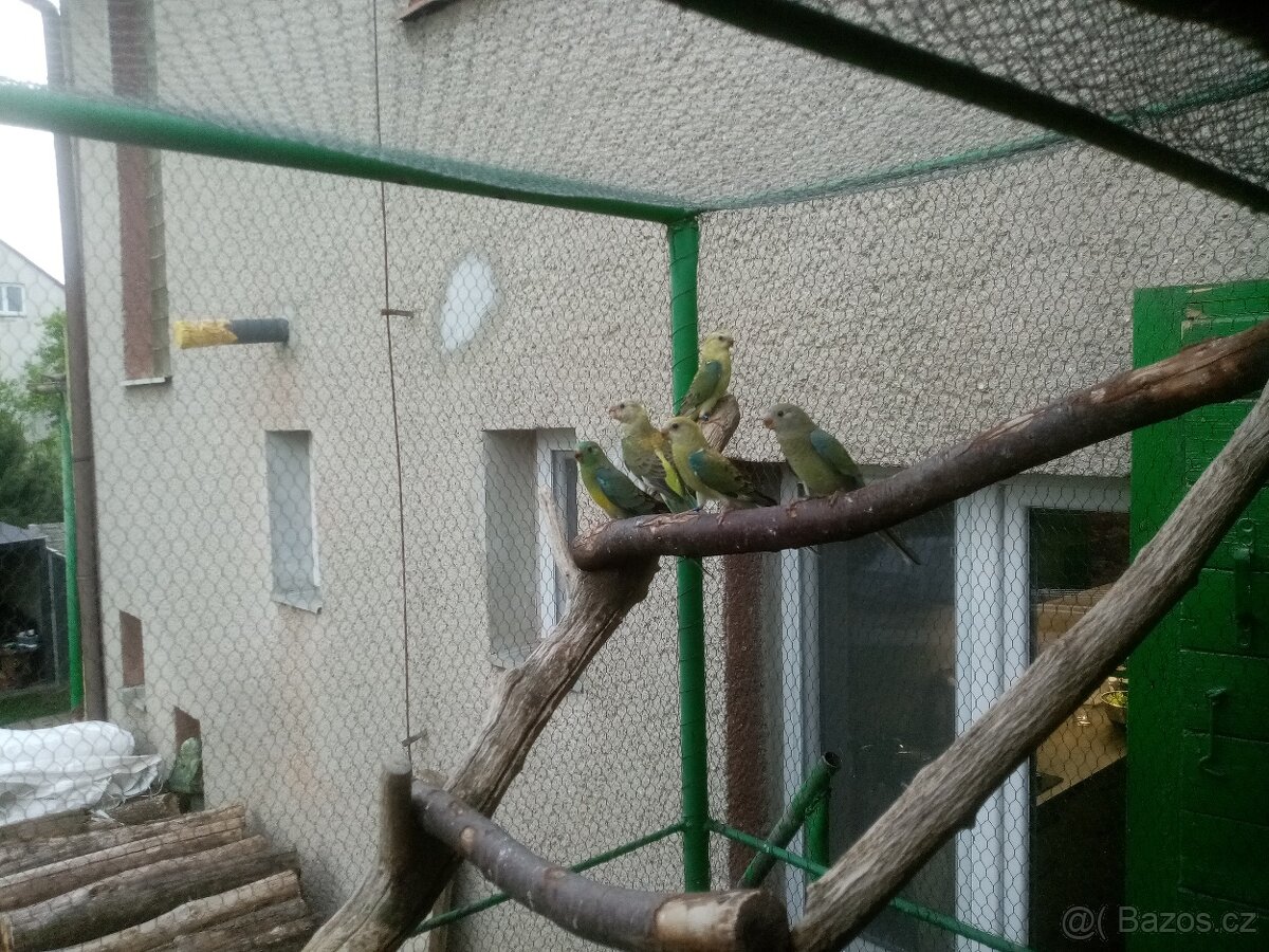 Papoušek zpěvavý - 6