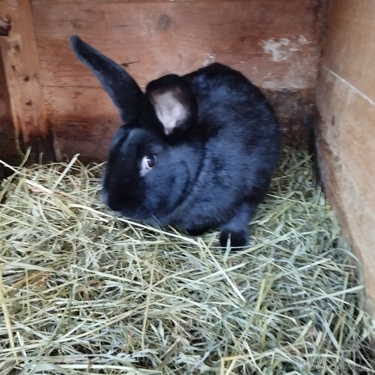 Prodej králíků - 6