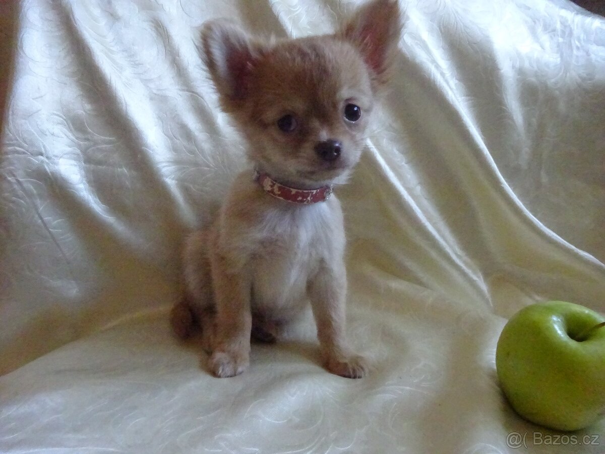 Vrh štěňátek čivava. - 6