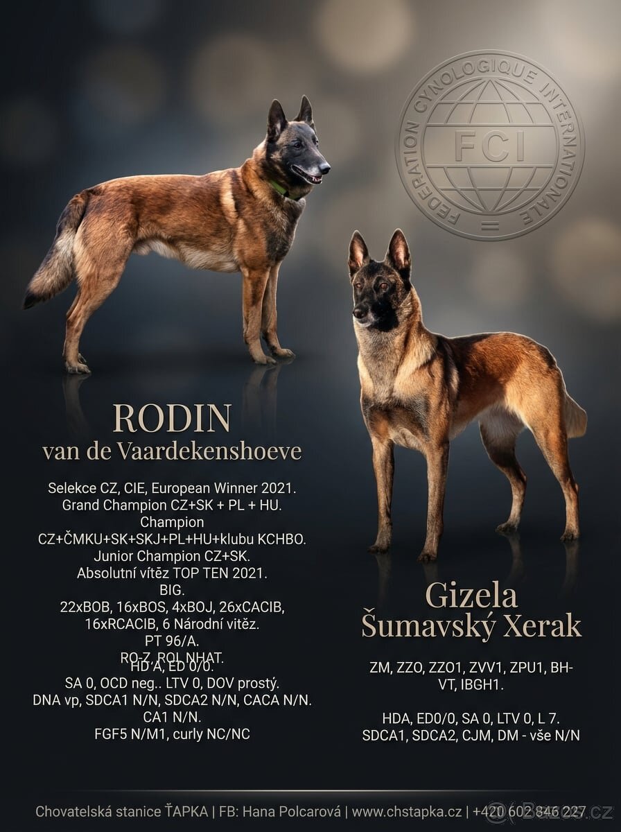 Belgický ovčák malinois s PP - 6