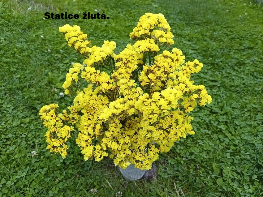 Sušené květiny - STATICE. - 6