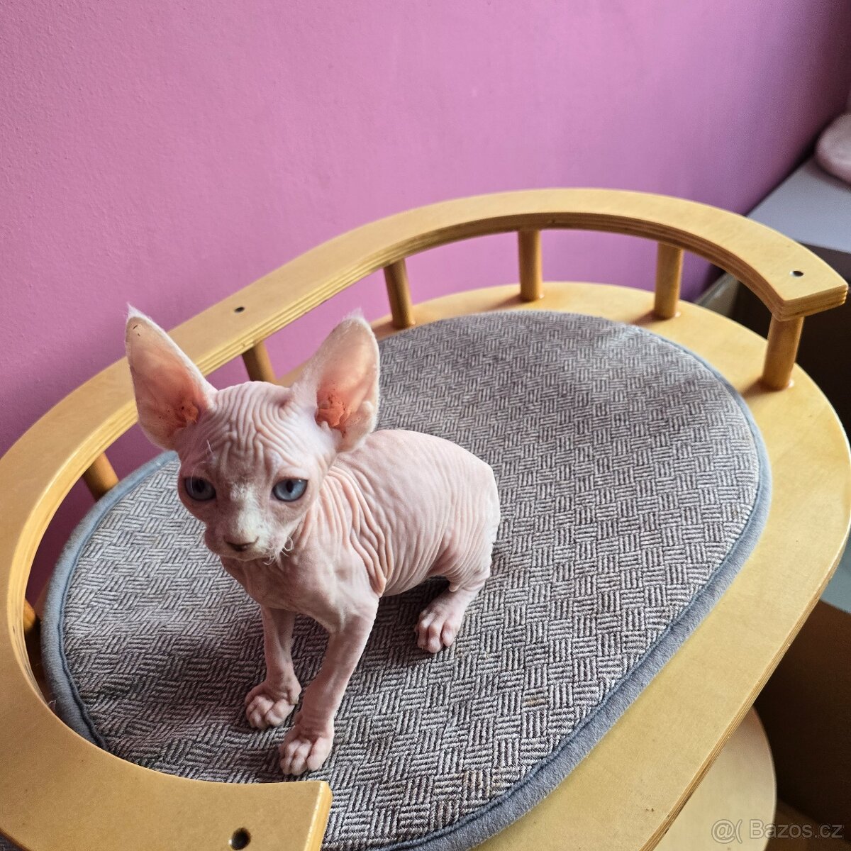 Kanadský sphynx bez PP - 6