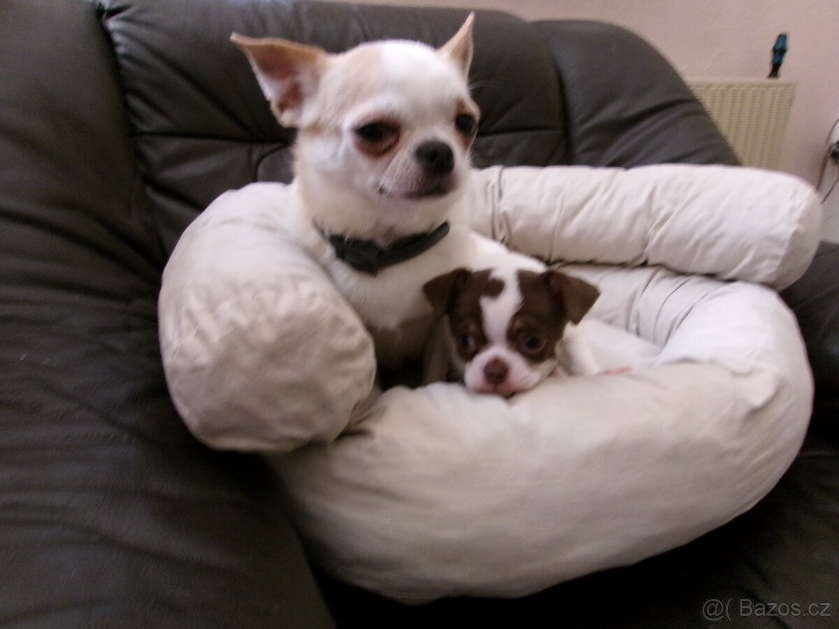 ČIVAVA - KRÁTKOSRSTÁ - PEJSEK - 6