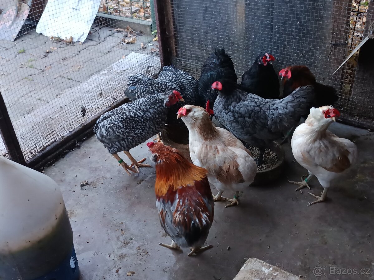 Zdrobnělé Araukany pšeničné - 6