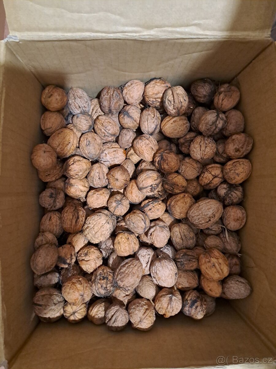 Ořechy vlašské - 6