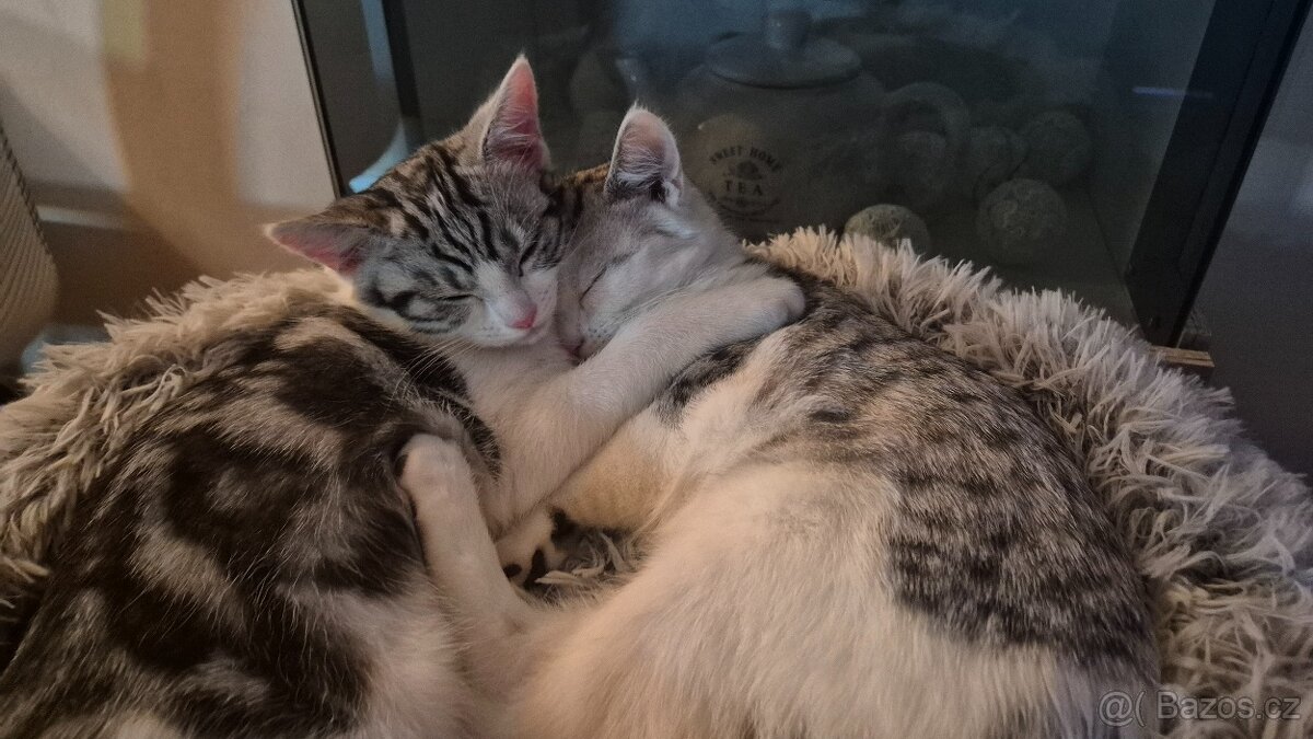 Britská koťátka - 6