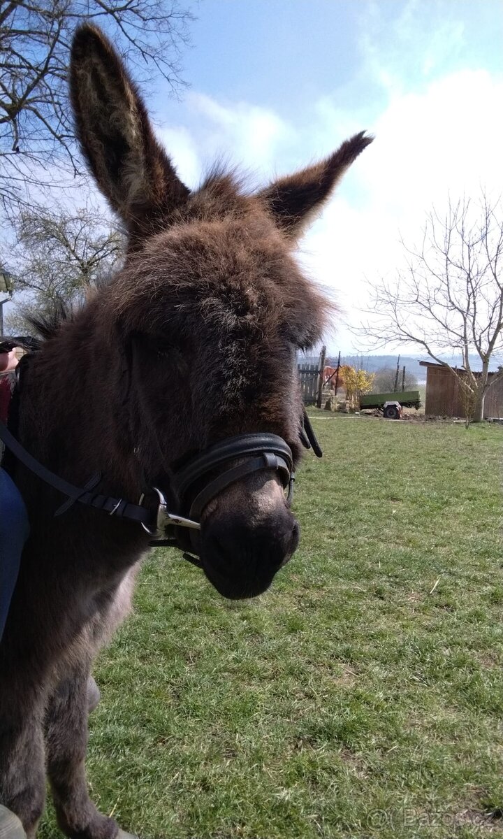 Prodám oslíka - 6