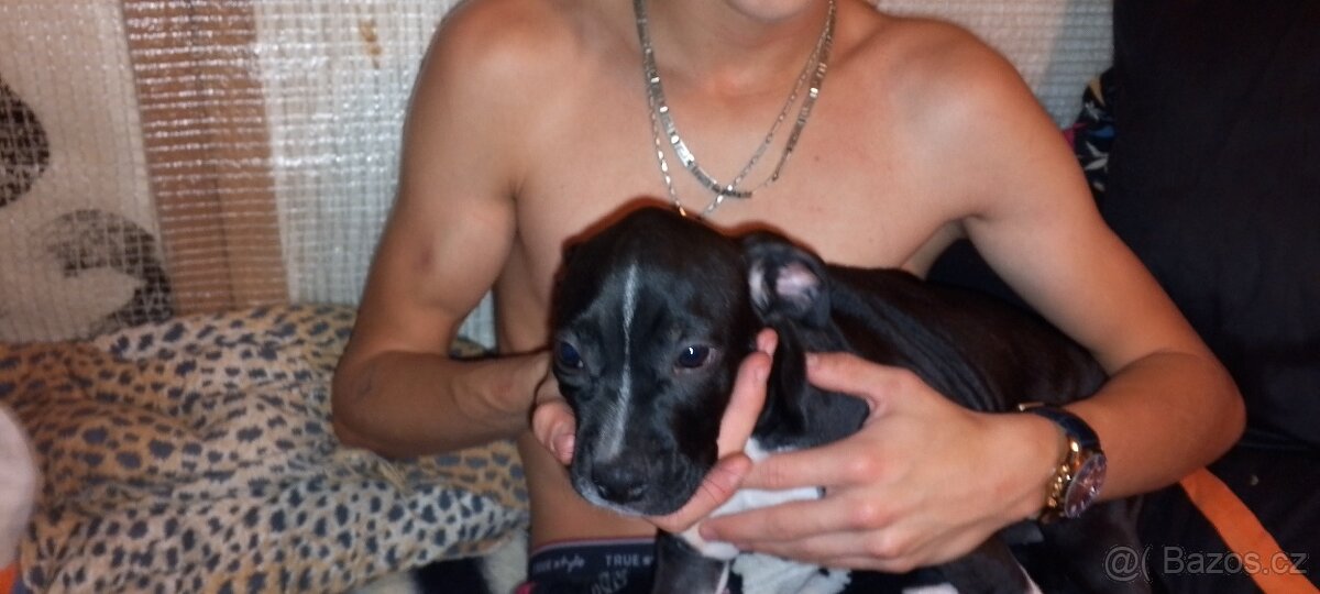 Prodám štěňata amerického bulliho XL - 6