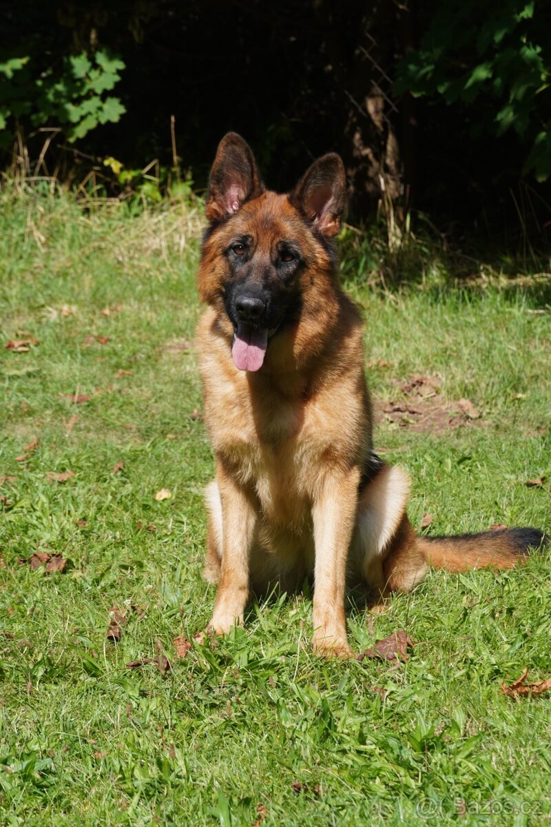 Německý ovčák - štěňata s PP jen fenky - 6