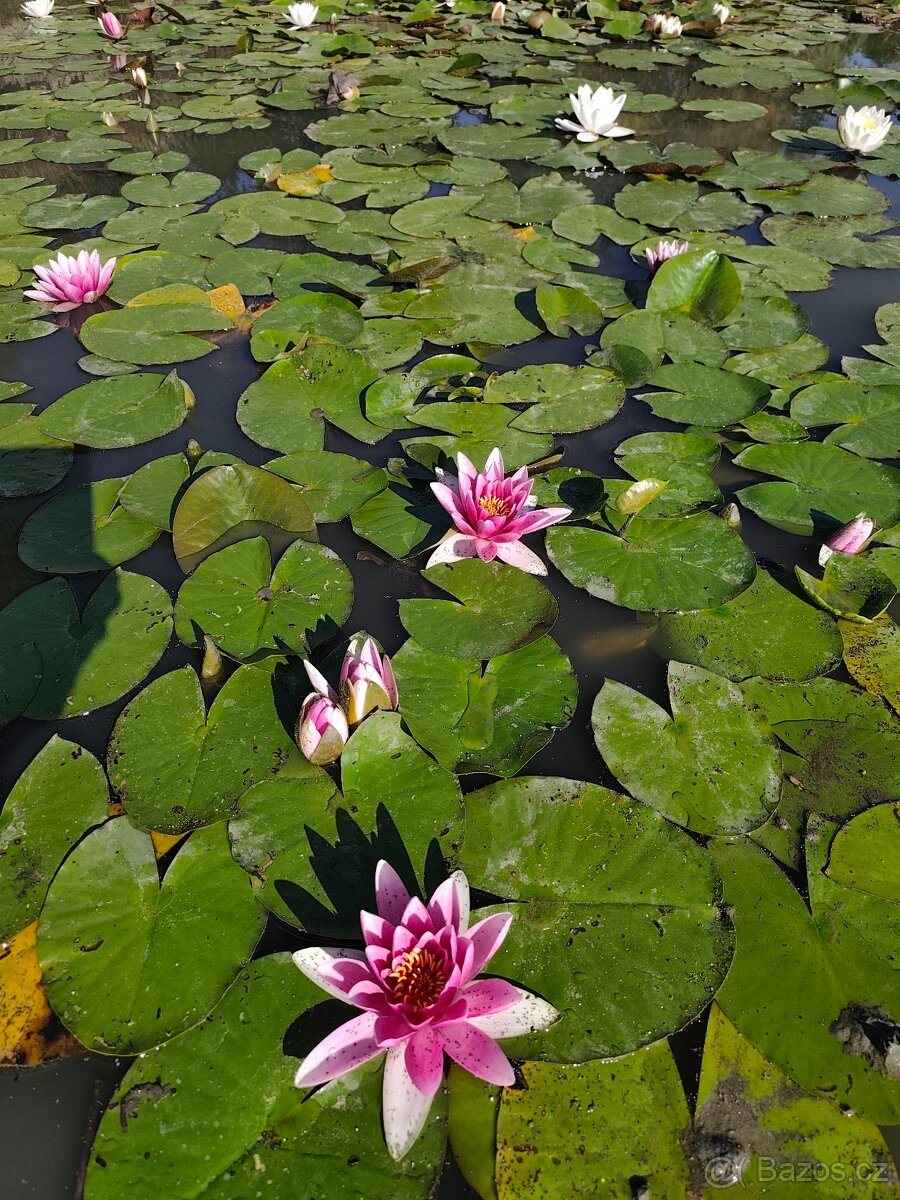 Hledá se hudebnice pro vztah - 6