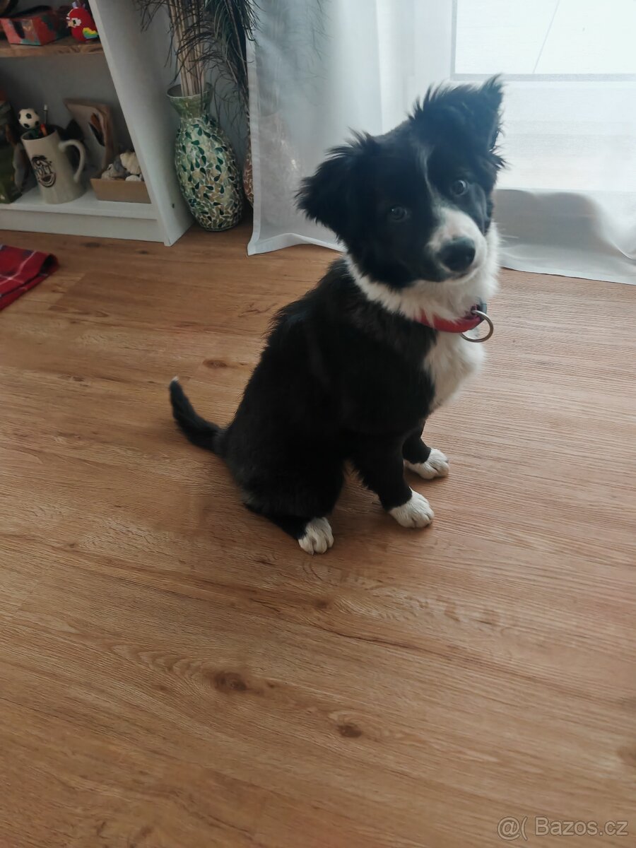 Border kolie fenka "Meggie" - 6