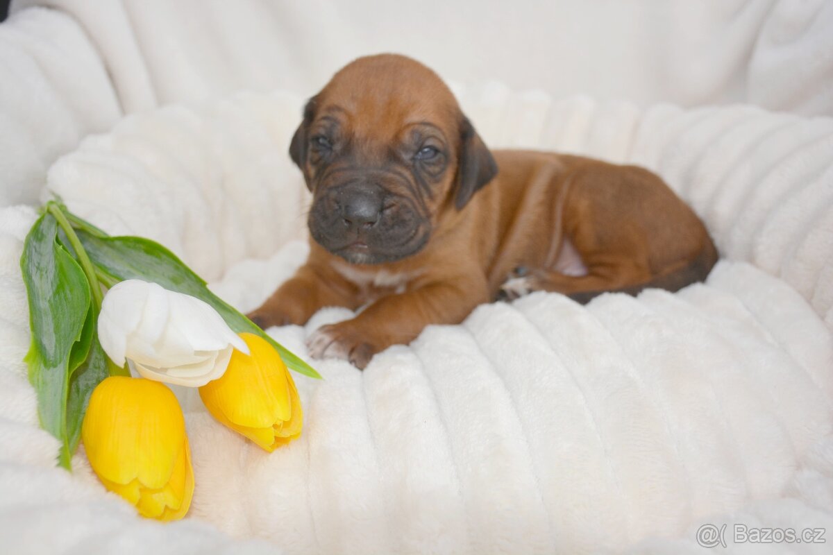 Štěně Rhodéský Ridgeback s PP - 6