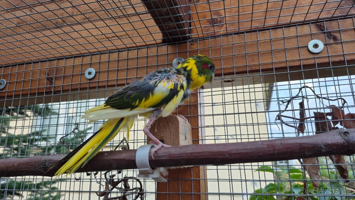 Kakariky - 6