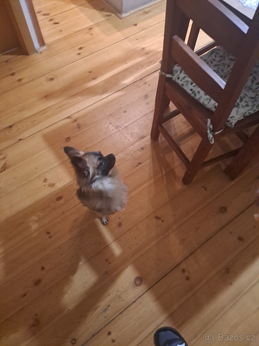 Čivava krizena s joksirem - 6