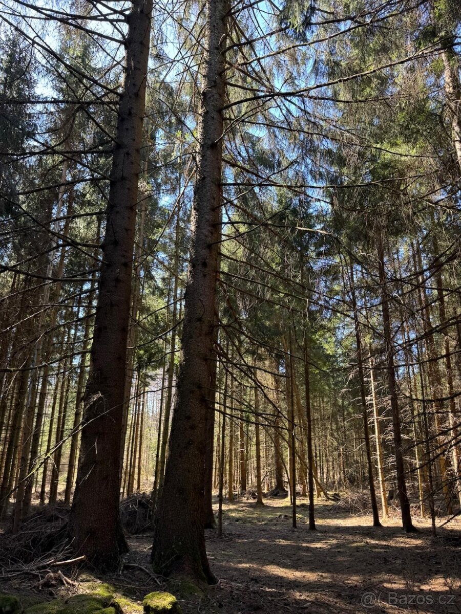 Prodám pozemky v k.ú. Horní Bolíkov Studená, okres Jindřichů - 6