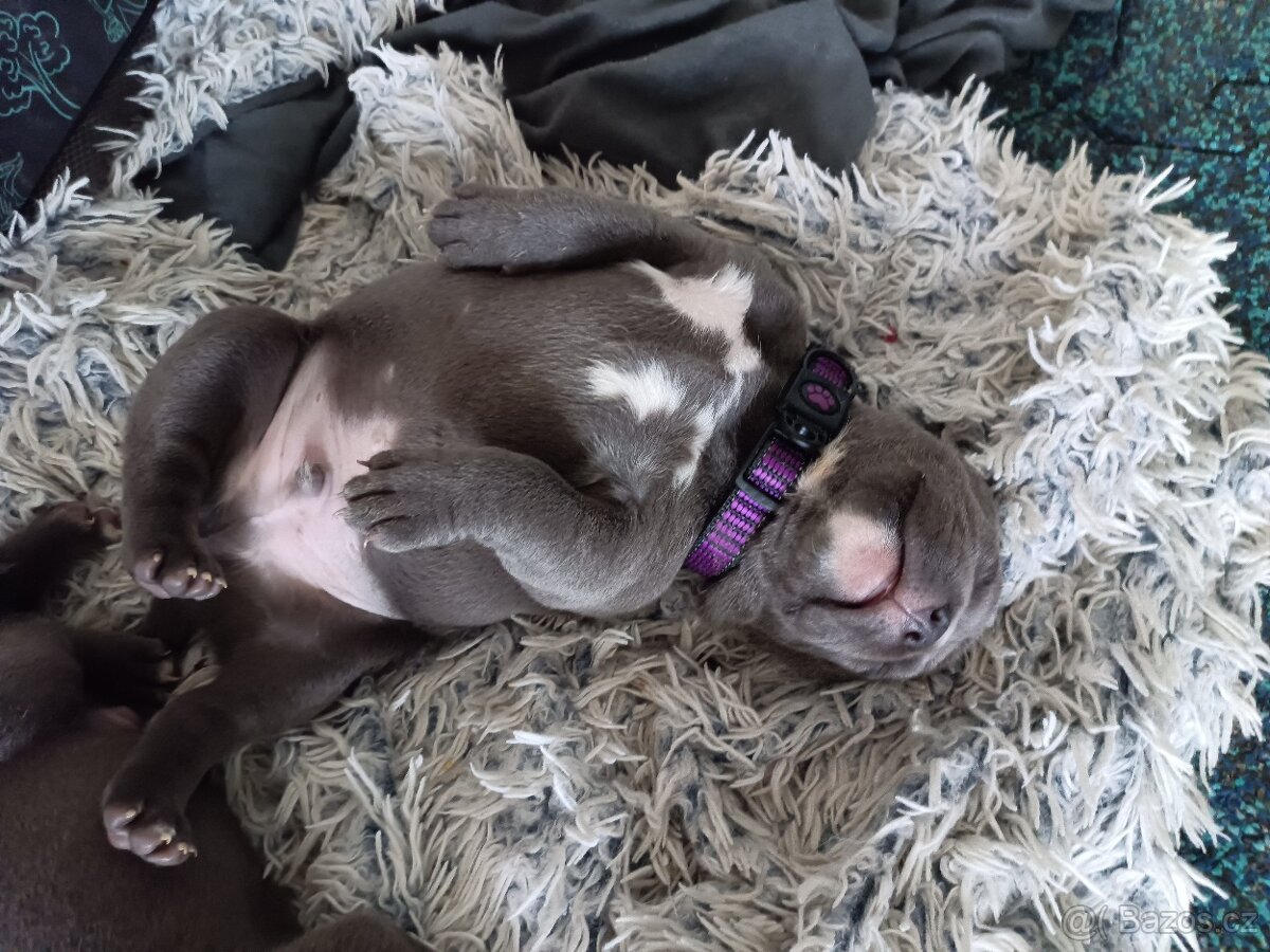 Štěňátka stafordšírský teriér - 6