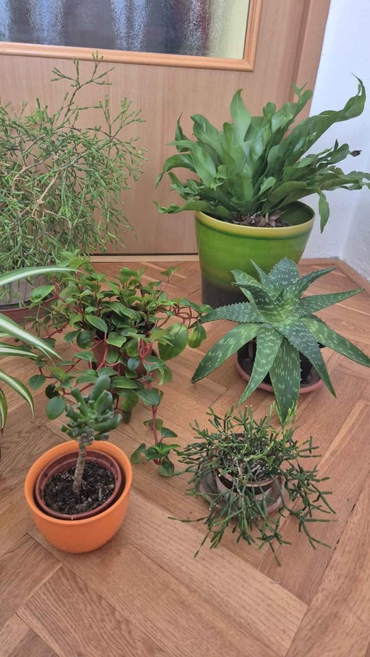 pokojové květiny- Brno - 6