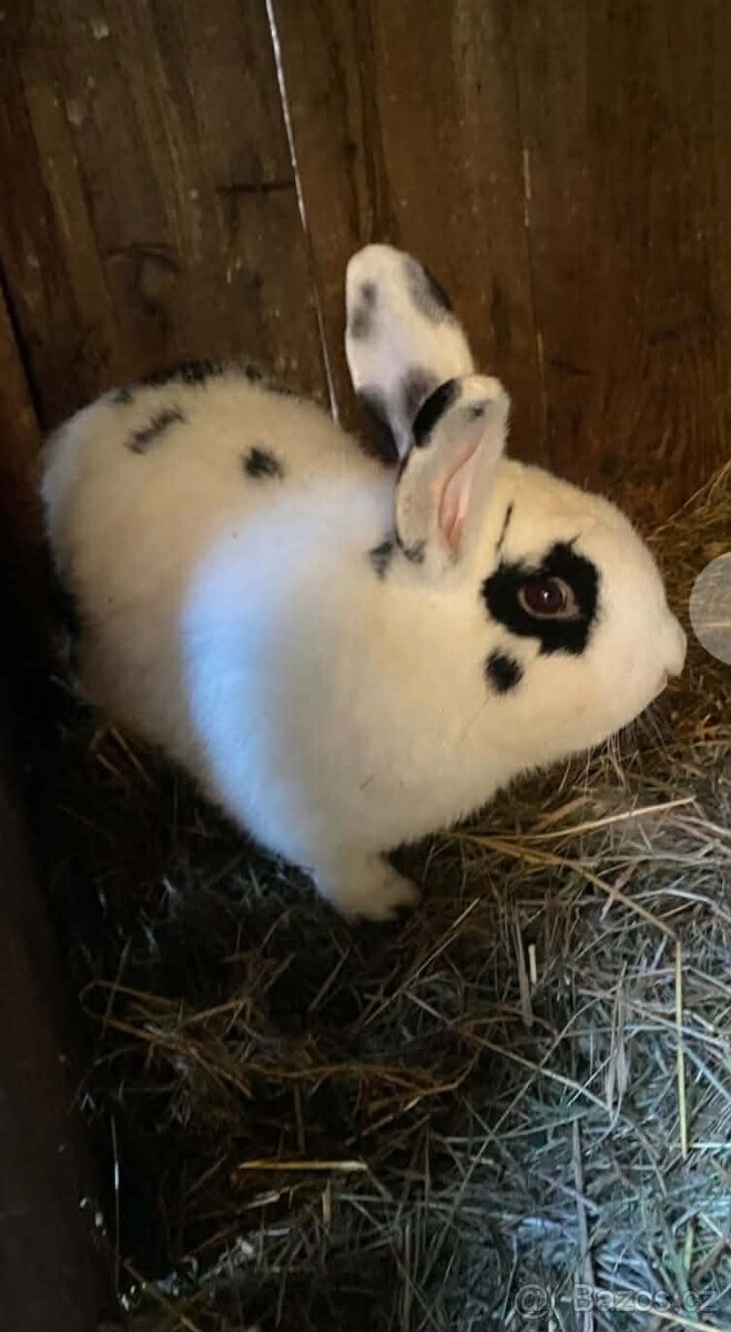 Králíky - 6
