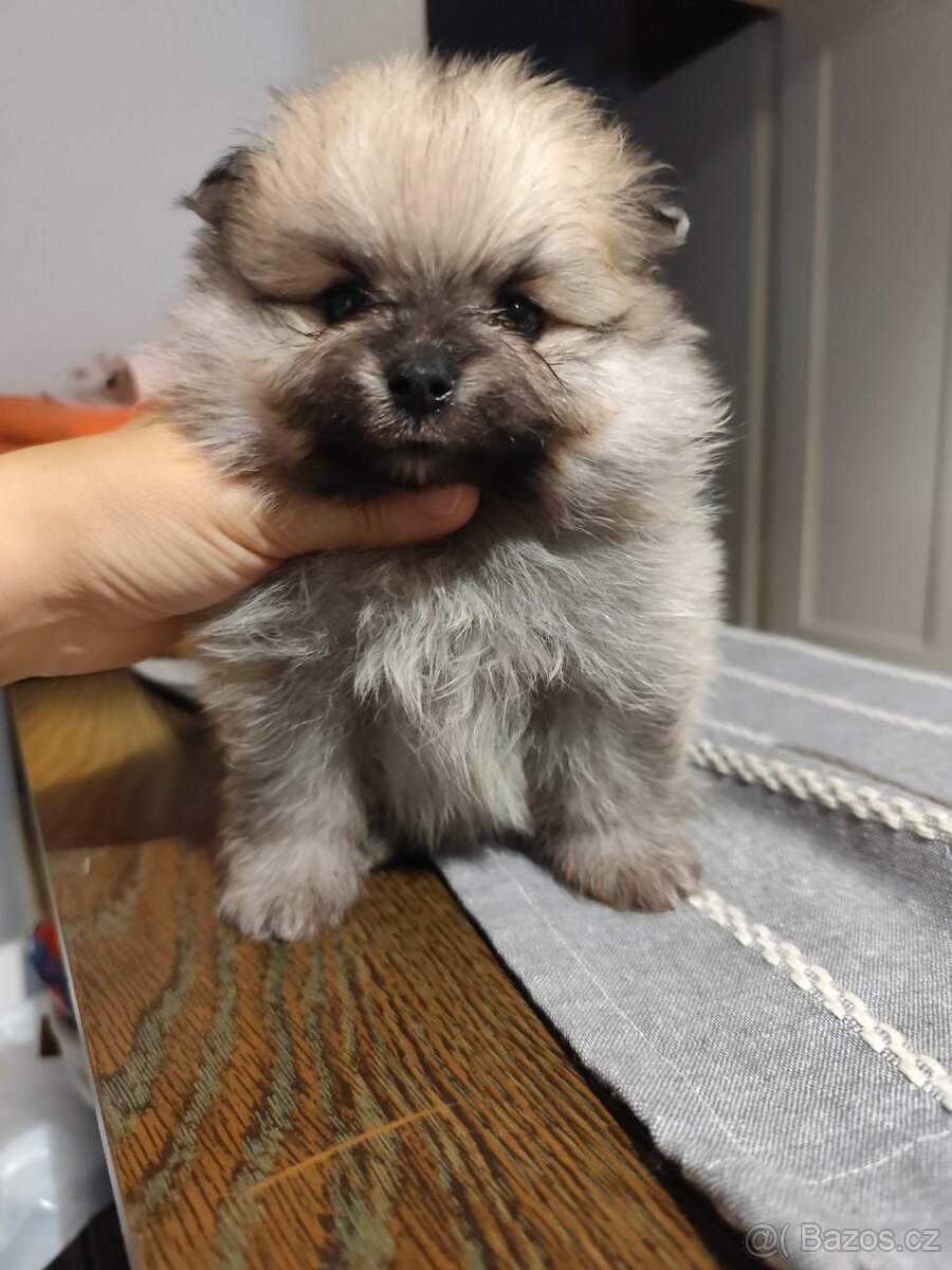 Pomeranian s PP - 6