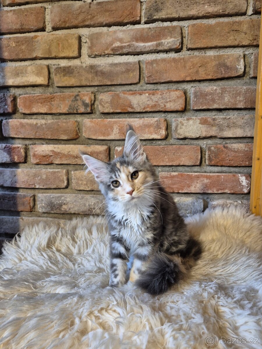 Prodám koťátka mainské mývalí s PP - 6